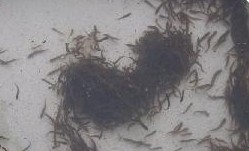 浙江泥鳅苗厂家/浙江泥鳅苗种价格 
