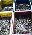 浙江泥鳅种苗/浙江哪里有泥鳅种苗饲养场