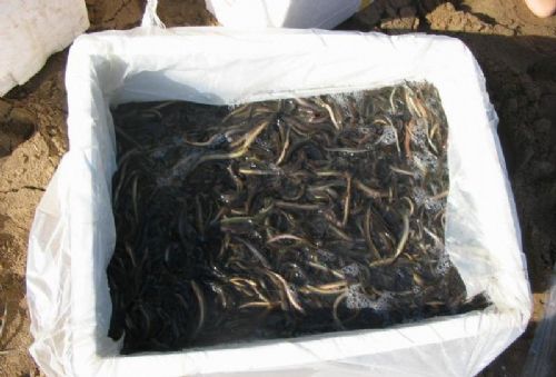 浙江泥鳅苗价格/浙江泥鳅苗公司1 