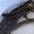 供应泥鳅种苗/浙江哪里有泥鳅种苗供应
