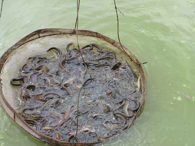 浙江泥鳅养殖/浙江专业泥鳅养殖批发中心