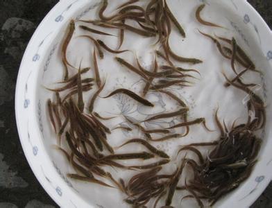 浙江泥鳅种苗/浙江泥鳅苗哪里**1 