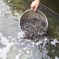 浙江泥鳅种苗/专业泥鳅种苗培育技术