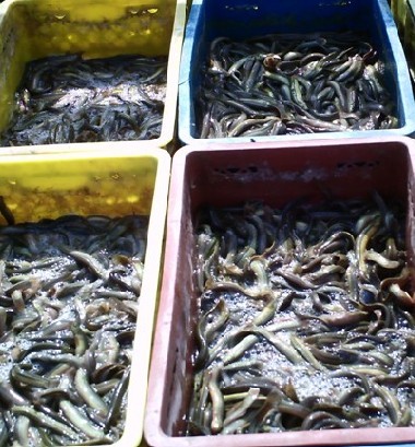 浙江泥鳅种苗/浙江哪里有泥鳅种苗饲养场