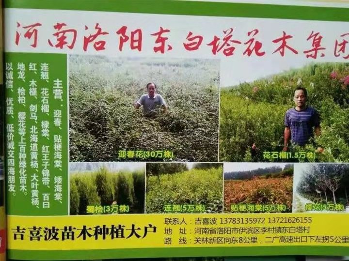 洛阳市东白塔吉喜波苗圃3 