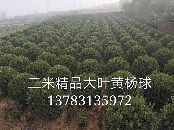 河南2米精品大叶黄杨球-黄杨球1 