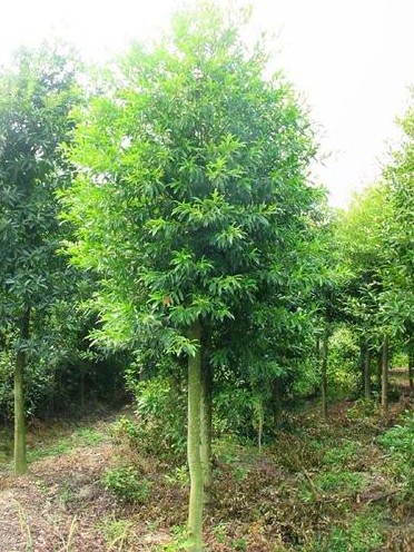 河南黄杨球-大叶女贞