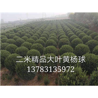 河南2米精品大叶黄杨球-黄杨球1 