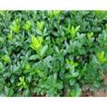 河南黄杨球-1-2年生绿篱笆苗木