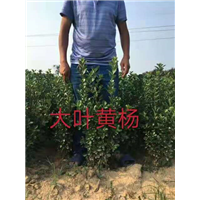 河南大叶黄杨 
