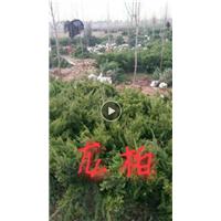 河南龙柏-河南龙柏苗1 