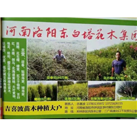 洛阳市东白塔吉喜波苗圃3 