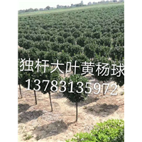 河南独杆大叶黄杨球 