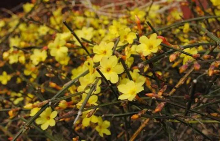 河南迎春花 