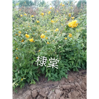 河南棣棠 