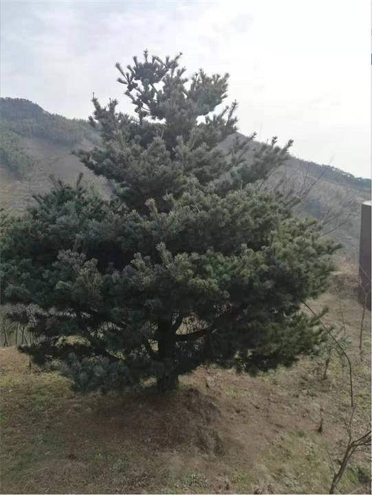绍兴五针松 