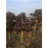 浙江红继木桩#红继木桩价格