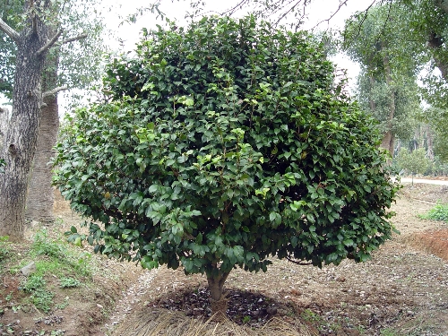 浙江茶花×绍兴茶花×浙江茶花批发、浙江茶花销售、绍兴茶花供应