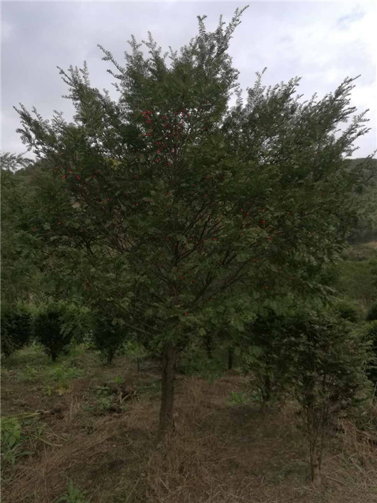 红豆杉