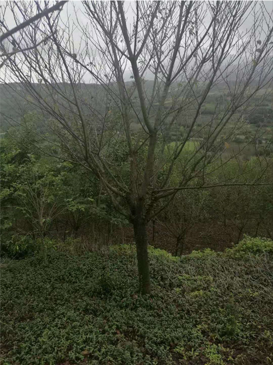 绍兴晚樱 