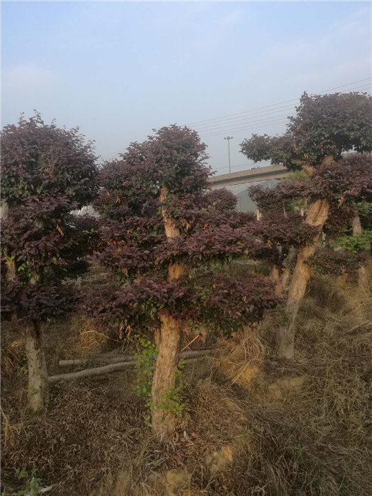 浙江红继木桩#红继木桩价格