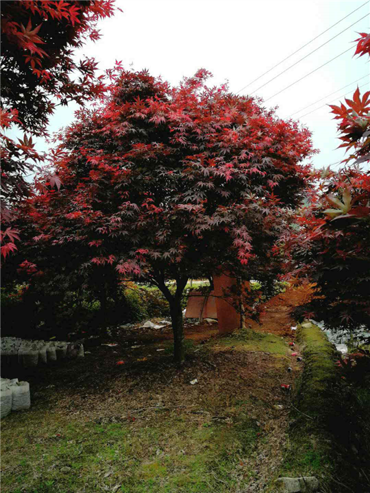 中国红枫 