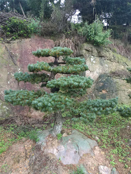 浙江五针松￥绍兴五针松￥五针松价格