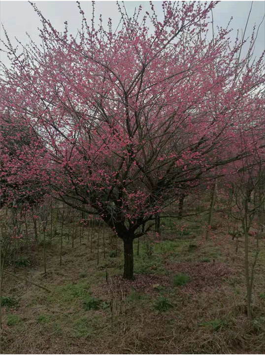 绍兴红梅 