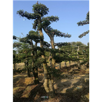 浙江榆树￥绍兴榆树基地