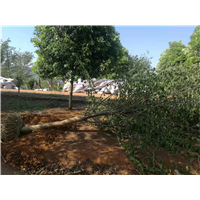 绍兴樱花苗木基地