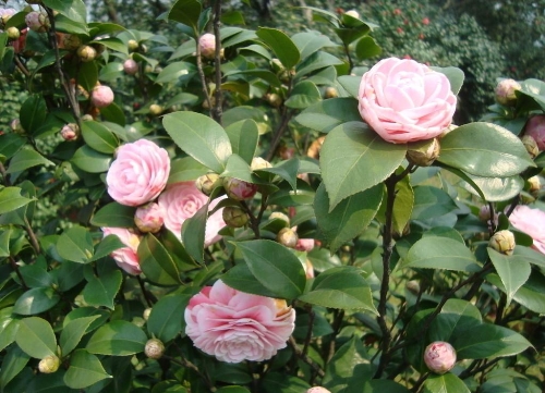 浙江茶花销售-茶花