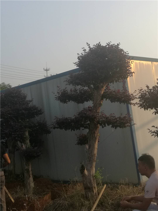 浙江红继木桩#红继木桩价格 