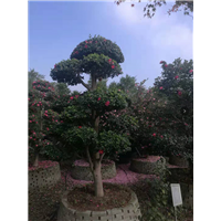 绍兴造形茶梅 
