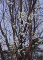 浙江樱花×绍兴樱花×浙江樱花批发、浙江樱花销售、绍兴樱花供应