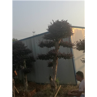 浙江红继木桩#红继木桩价格 