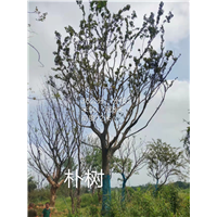 浙江朴树苗木