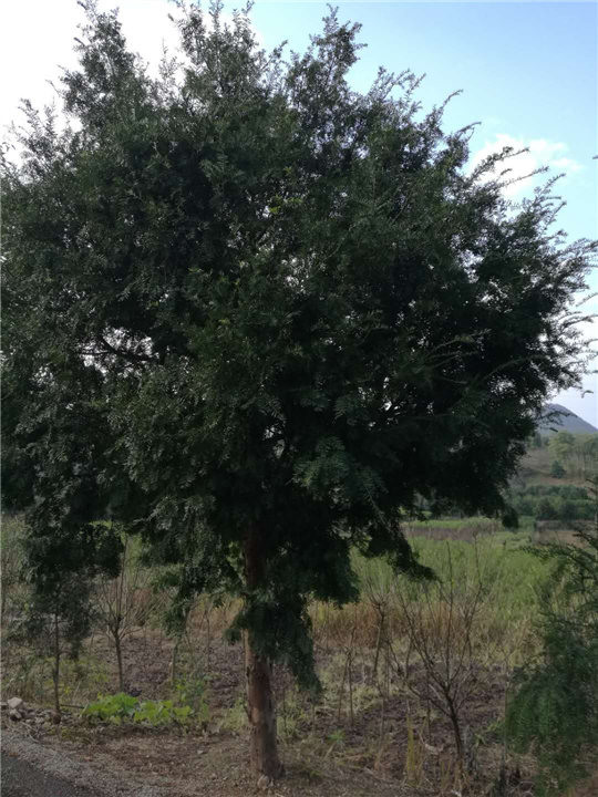 红豆杉