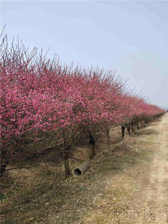 浙江红梅基地 