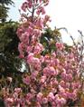 浙江樱花×绍兴樱花×浙江樱花批发、浙江樱花销售、绍兴樱花供应