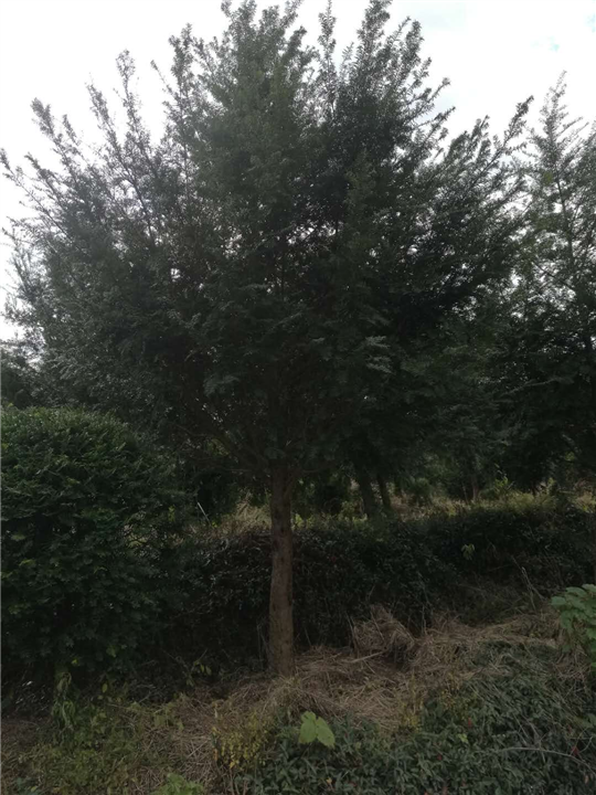 红豆杉