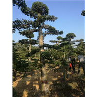 浙江榆树￥绍兴榆树基地