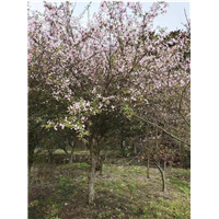 绍兴垂丝海棠 