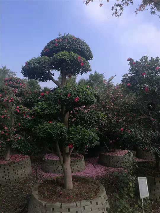 绍兴造形茶梅 