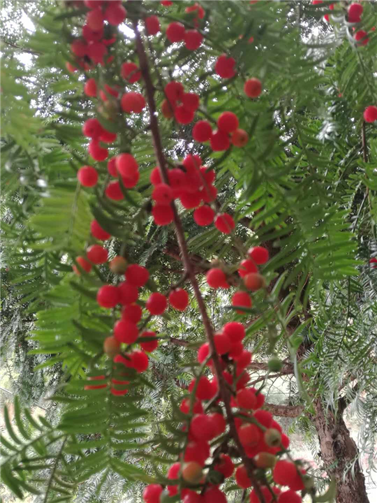 红豆杉