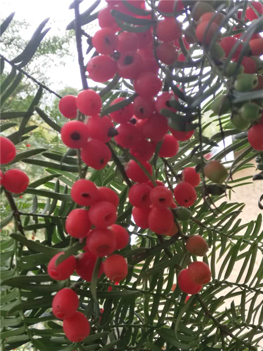 红豆杉