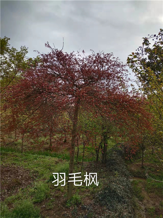 浙江羽毛枫基地