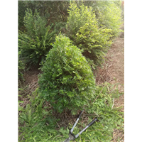 浙江红豆杉￥浙江红豆杉小苗 