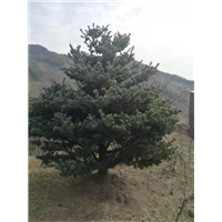 绍兴五针松 