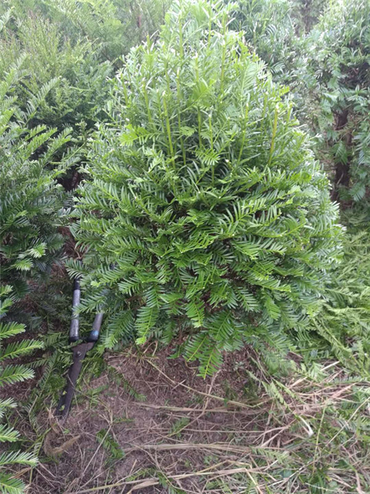 浙江红豆杉￥浙江红豆杉小苗