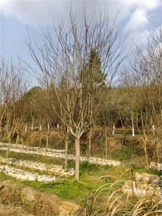 浙江绿化苗木